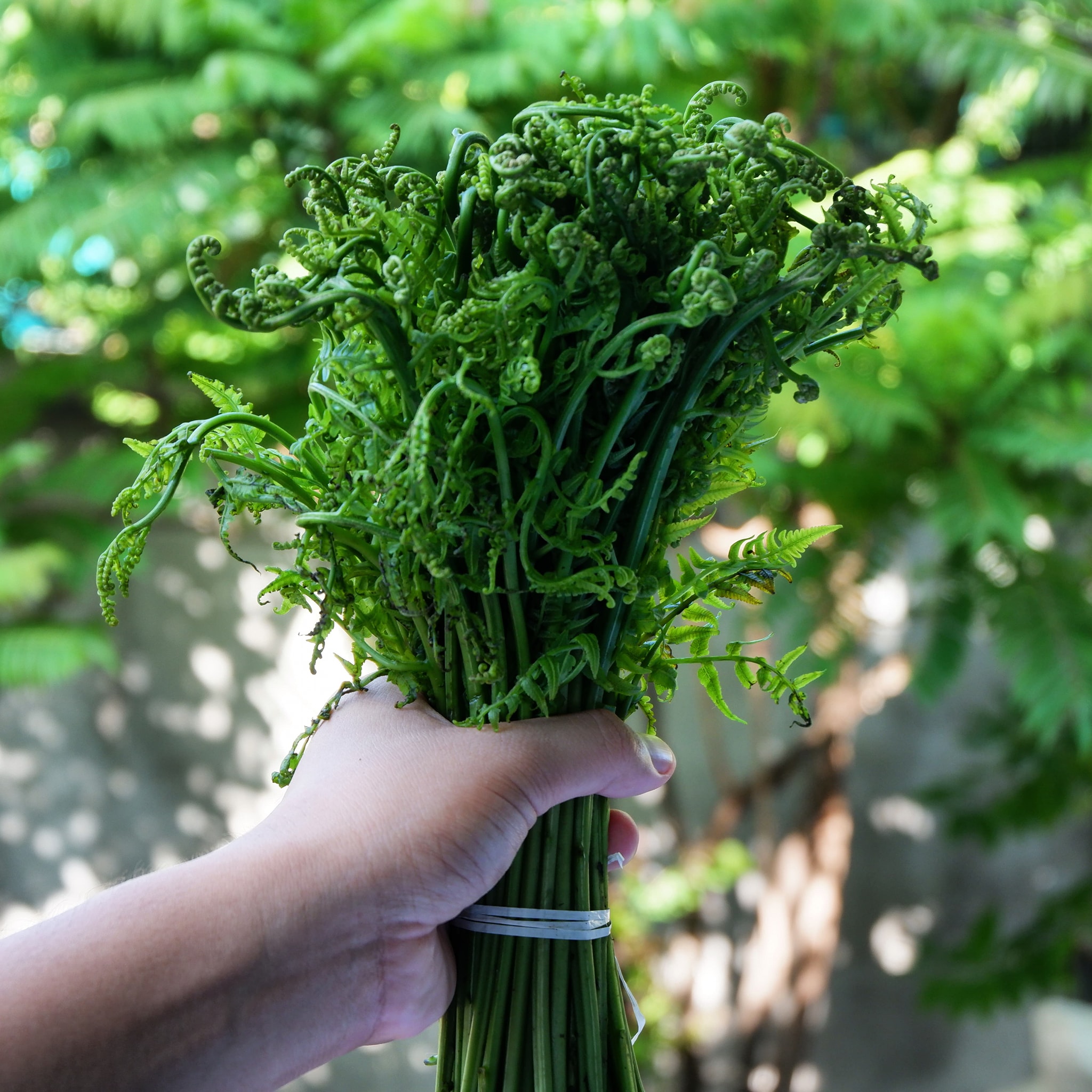 These local ingredients show that Filipino cuisine is a farreaching